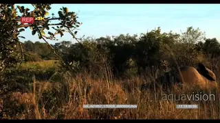 Camera pan to dead elephant laying on grass