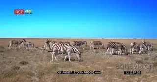 Zebra Dazzle Grazing and Walking on the Grass Plain
