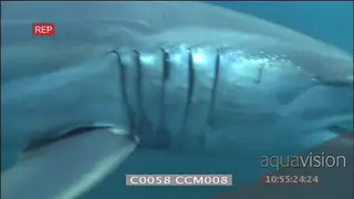 Mako shark swimming across blue water close to camera bumping