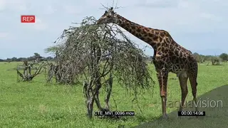 Giraffe standing and grazing on a tree GREEN