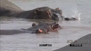 Hippo pod social behaviour resting bull on small island dung scattering urinating.