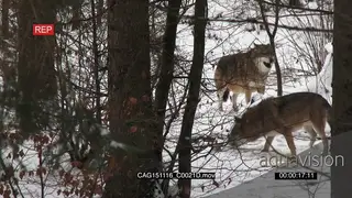 Gray Wolves standing, looking around and sniffing in snowy forest LS HAND