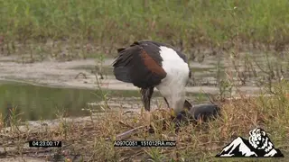 Fish eagle feeding on a dead fish PROFILE