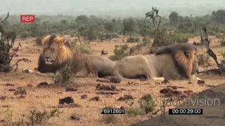 African male lions social behaviour resting in rainy conditions