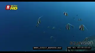 A Wide shot of a school of Red Sea Bannerfish swimming over pristine coral reef.