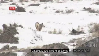 Elk Antelope standing and Gray Wolf moving around on snowy prairie WS