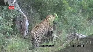 Leopard catch takedown Warthog piglet AmCam DAY DRY