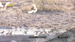 Flock of Cape Sparrows and Sociable Weavers at waterhole drinking social behaviour as.