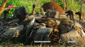 White-backed vulture flock on a kill and pair fighting in front of kill