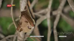Wahlberg's fruit bat hanging in tree