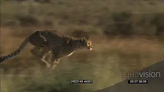 Cheetah sprint chase prey SLOW MOTION
