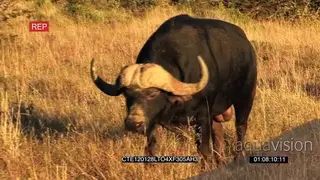 Cape Buffalos walking on bushveld with calf MLS PAN