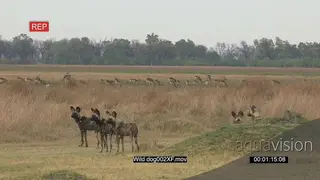 Pack of Wild dogs stalking a herd of Red Lechwes standing and grazing WS