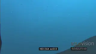 Ocean Blue, small fish against surface light