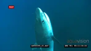 Tiger Shark with Remora Fish swimming upwards underwater in ocean passing by camera HA WS.