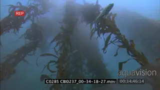 Scenic Kelp forest with fishes swimming through Misty Murky conditions UNDERWATER