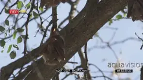Epauletted Fruit Bats hanging on tree looking at camera MLS