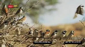 Flock of Social Weavers sitting on the Tree GOOD LIGHT