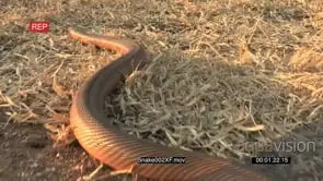 Mole snake showing lateral undulation as a form of snake locomotion