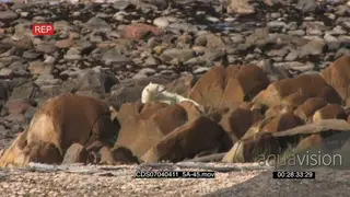 Polar bear with moulting fur resting on rocky shore looking up scouting around