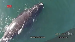 AERIAL of Southern right whales swimming