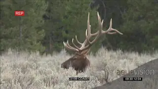 Elk Deer standing and looking around XWS ZI MS