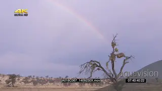 SCENIC bushveld Sociable weaver nest birds flying in out Rainbow in BG
