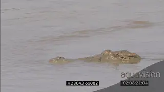 Nile Crocodile resting in Luangwa river CU