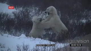 Polar bears play fighting adult bear resting looking on nearby
