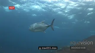 Giant Kingfish swimming underwater in ocean MLS PAN LWS HAND