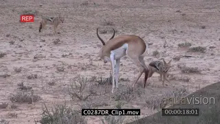 Black-backed Jackals attack and kill Springbok Antelope AmCam