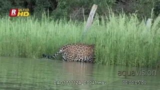 Jaguar walking on riverbank crawls under a fence and disappears in the high reeds