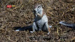 Male cape ground squirrel looking directly at the camera.