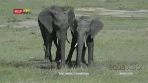 African Elephant with calf standing and moving on Savannah and drinking from waterhole LS.