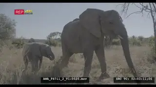 African elephant with calf, walking towards camera, impressive, Big, small, youngster.