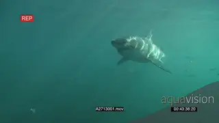 Great White Sharks gently swimming underwater in ocean passing by camera LS PAN MLS HAND
