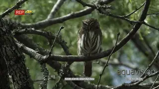 Ferruginous pygmy owl an aggressive hunter looking towards the camera while perched on…