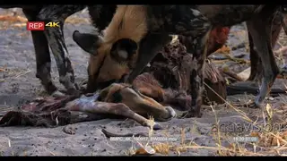 African Wild Dogs at a fresh Impala Kill, feeding and tearing at flesh MCU
