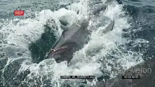 Injured Great White shark small breach splashing water swimming across near camera