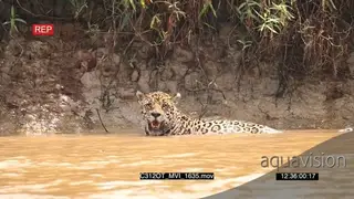 Jaguar (Panthera onca) hunting standing in river of the Pantanal