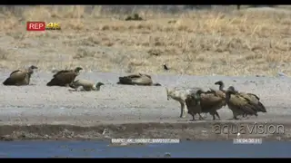 Jackal walking past flock of vultures with the wind an dusty blowing