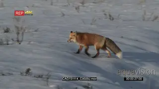 Red Fox walking looking around and jogging on prairie LWS PAN