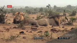 African male lions social interaction resting in rainy conditions