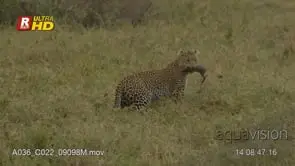 Adult Leopard runs and aggressively grabs a baby Warthog, MWS;LATE AFTERNOON