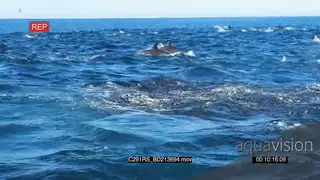 A school of common dolphin and a group of seals swimming.