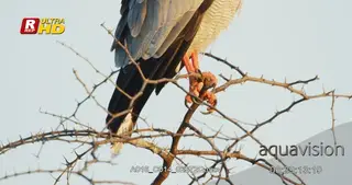 Pale chanting goshawk Tilt Up, perched on a tree branch and foraging from a high angle.