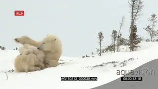 Polar bear cubs climbing playing around mother trying to rest