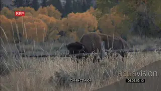 American Bison standing and scratching its head with wood MS