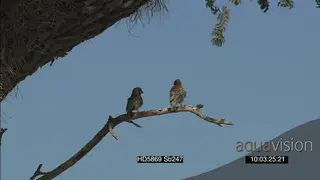 Sociable weaver pair on a tree scouting around others on ground foraging as rest of flock.