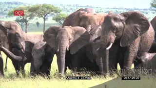 African Elephant Herd Standing on a waterhole in the Savannah Mud Bathing grazing and a.